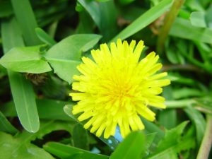 dandelion-benefits