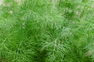 dill-benefits