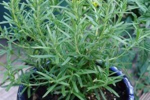 rosemary-benefits