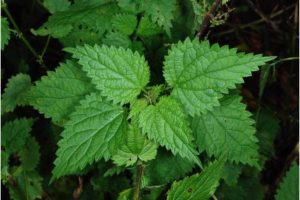 stinging-nettle-benefits