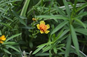 tarragon-benefits